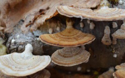 Mushroom Brief