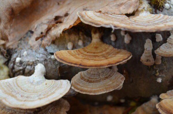 Bracket Mushrooms Vermont Fall