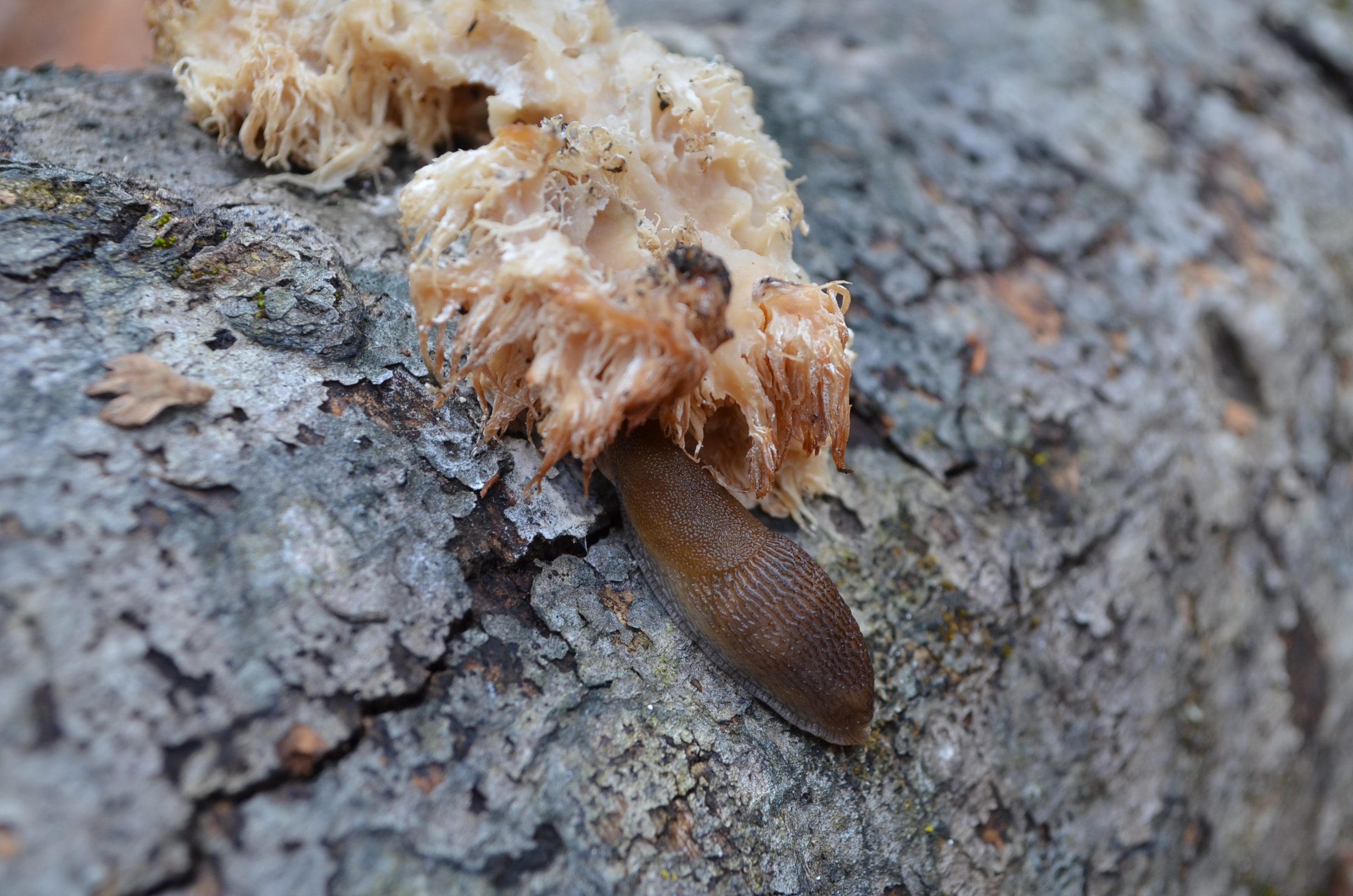 Slug under fungi