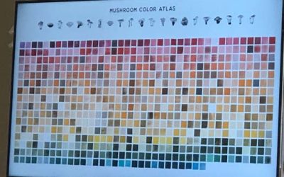 Mycology & Color: A Chromatic Universe of Mushroom Dyes