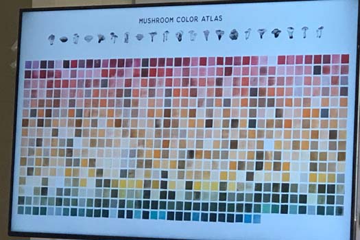 The Mushroom Color Atlas