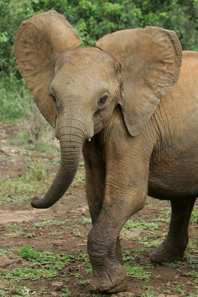 Adopt an elephant from the Sheldrick Wildlife Trust