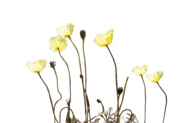 Meanwhile, What About the Wildlife?