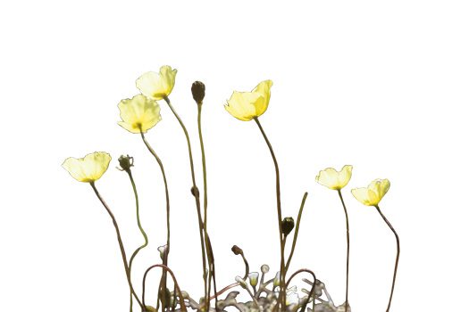 Meanwhile, What About the Wildlife?